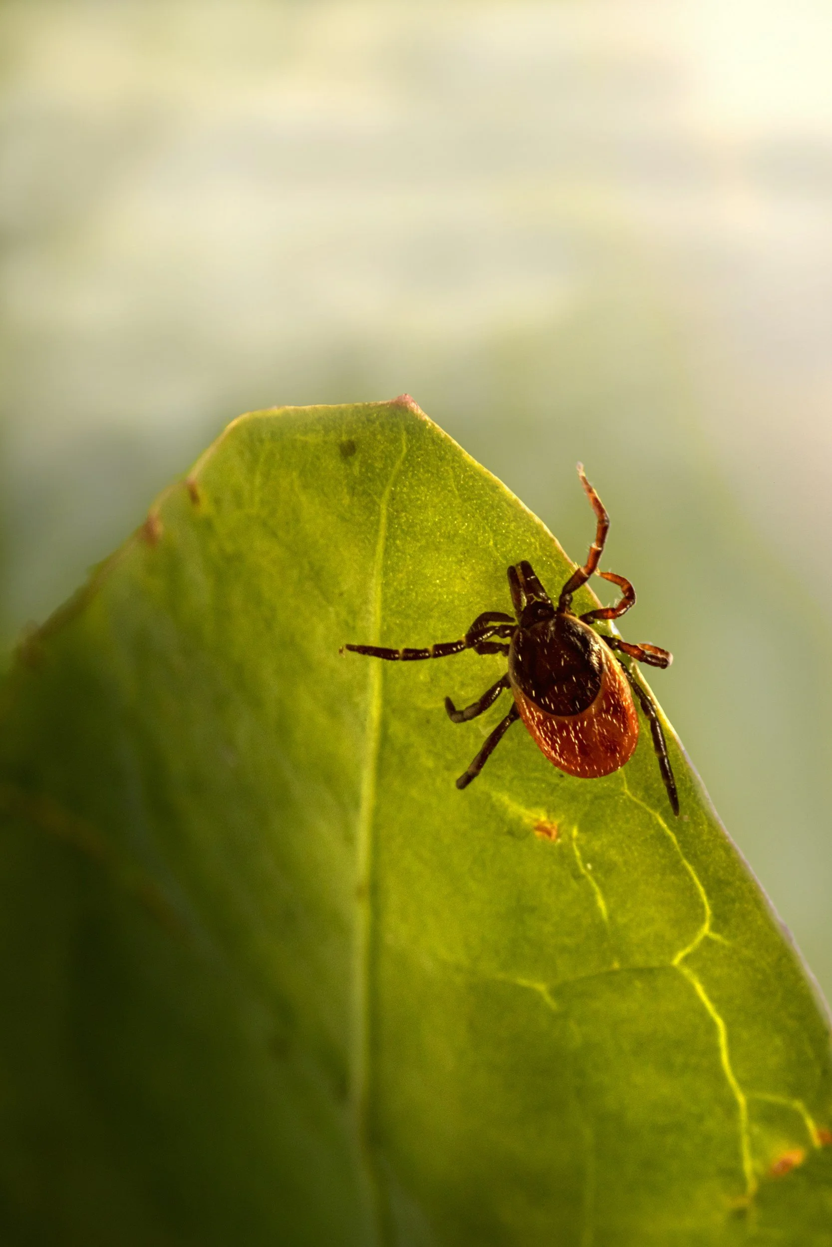 close up of a tick on a leaf outside