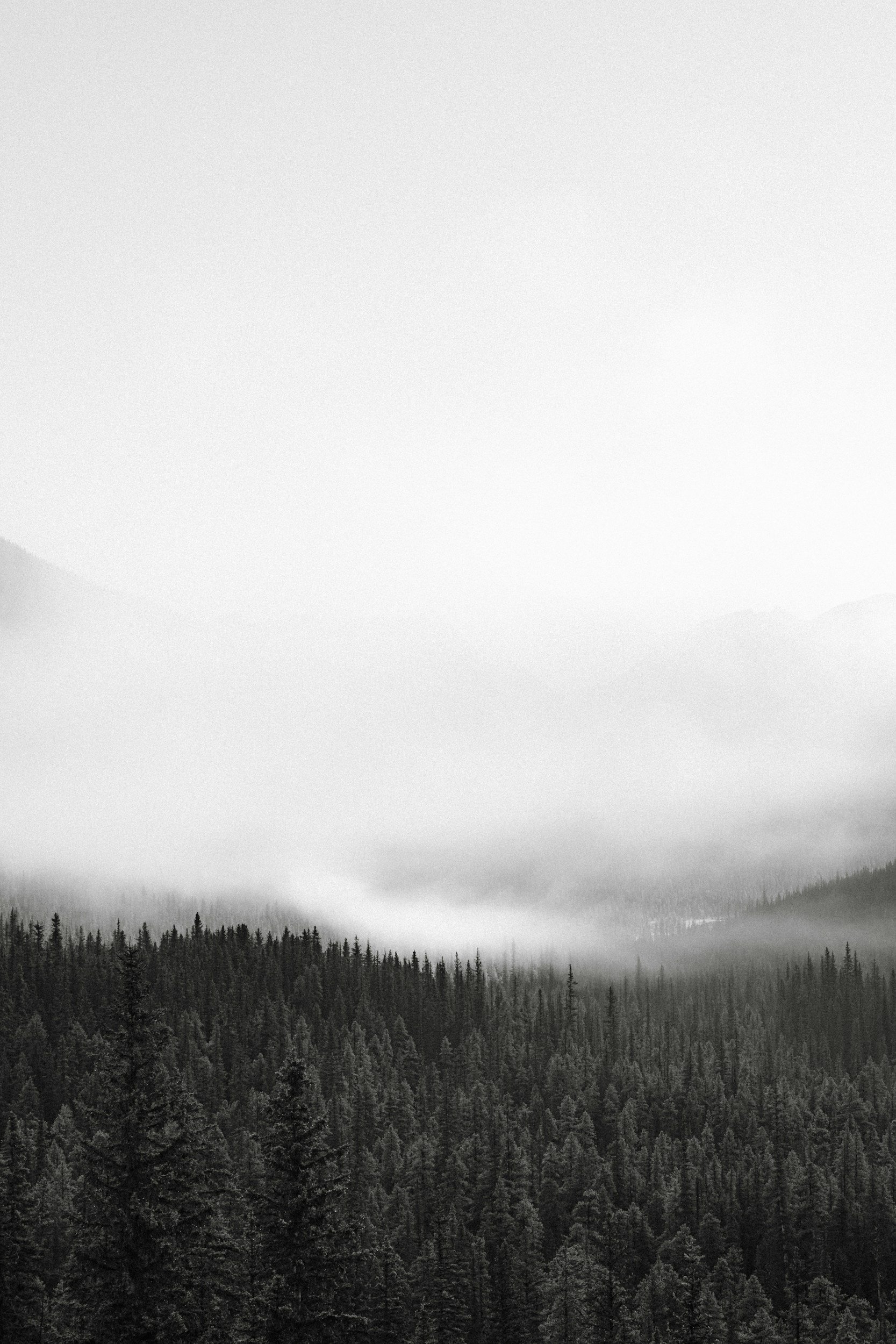 Black and white photograph of a dense forest of tall pine trees in the foreground with fog and mountains in the background.