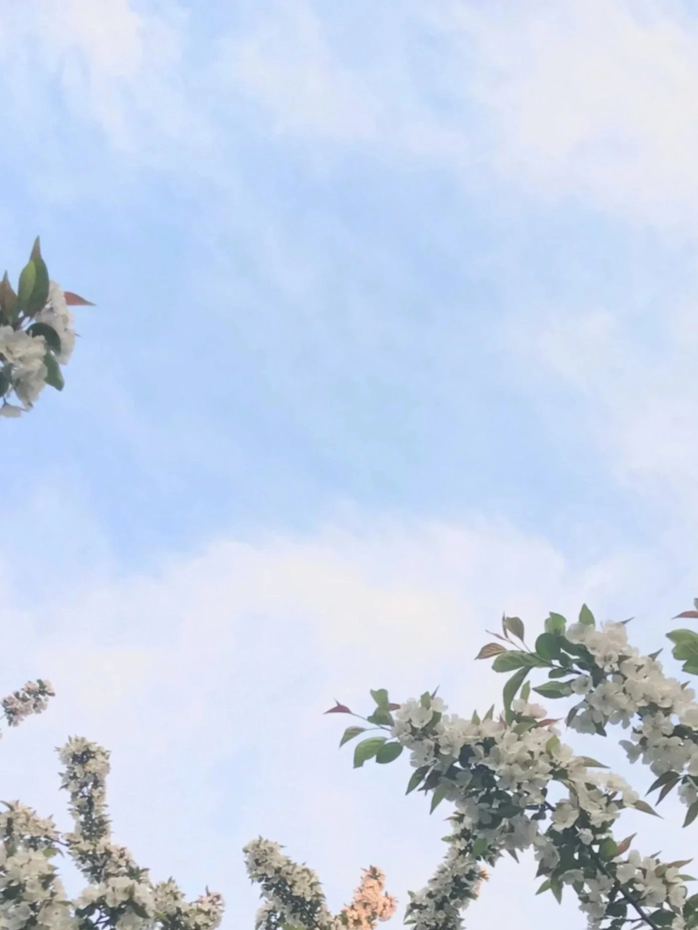 Blue sky with some white clouds and branches of white flowering tree on the bottom and left side.