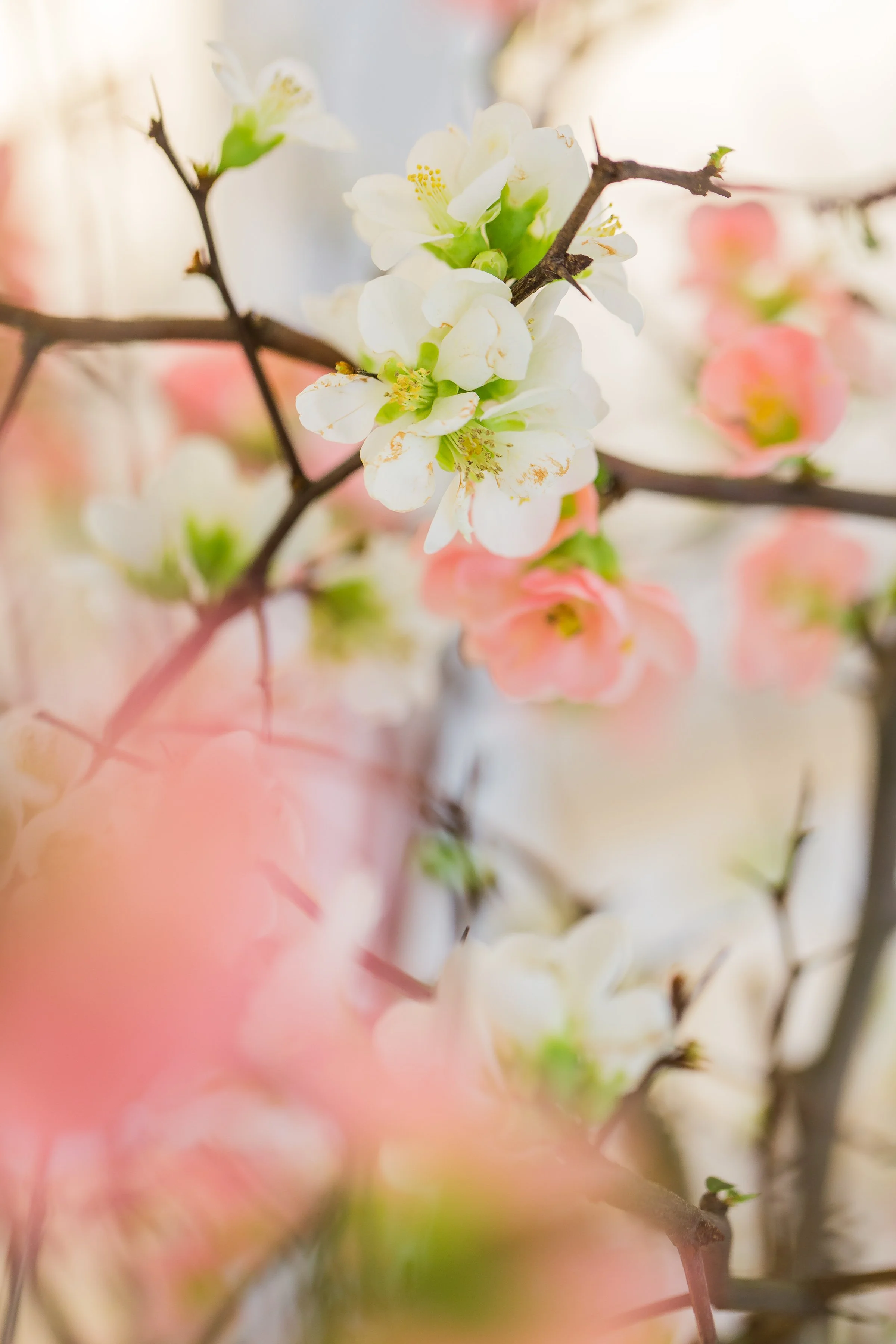 Close-up of white and pink blossoms on tree branches, with soft focus background.