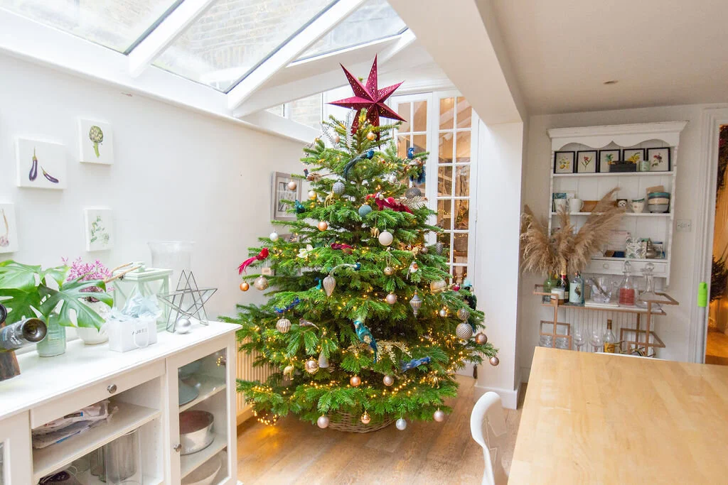 Nordman Fir Christmas Trees