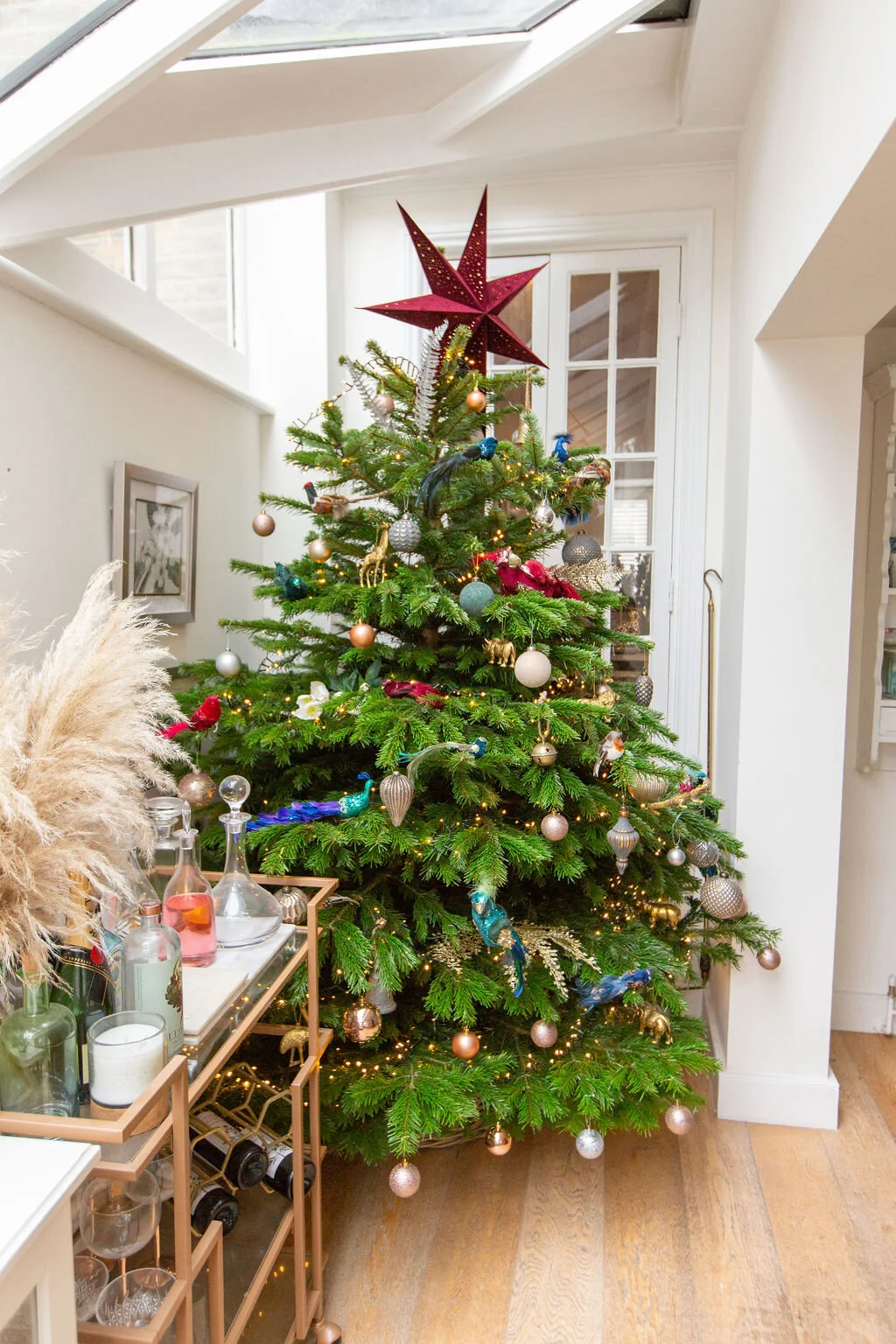 Nordman Fir Christmas Trees