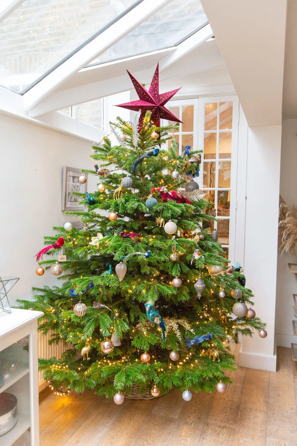 Nordman Fir Christmas Trees