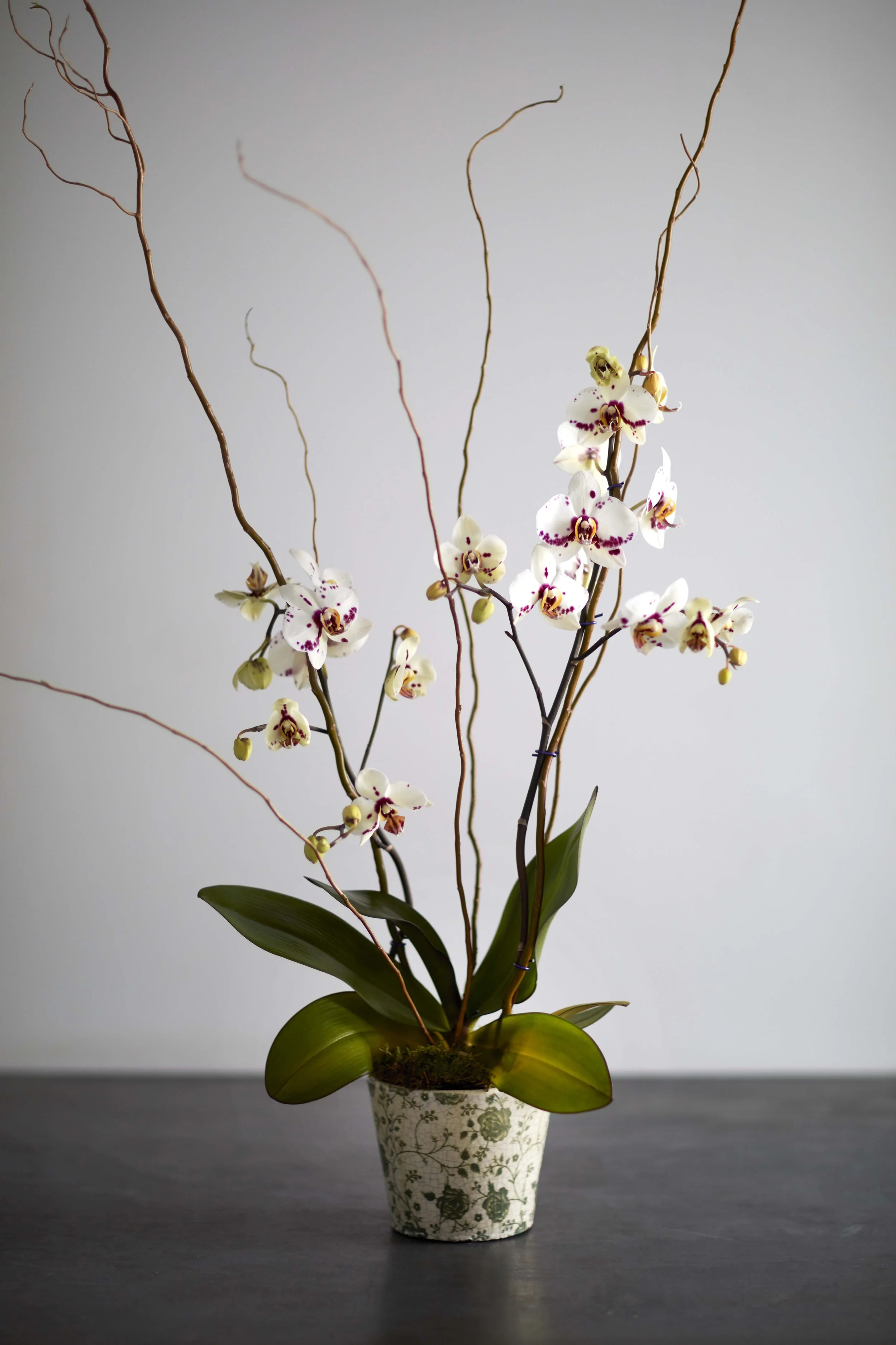 Styled Orchid