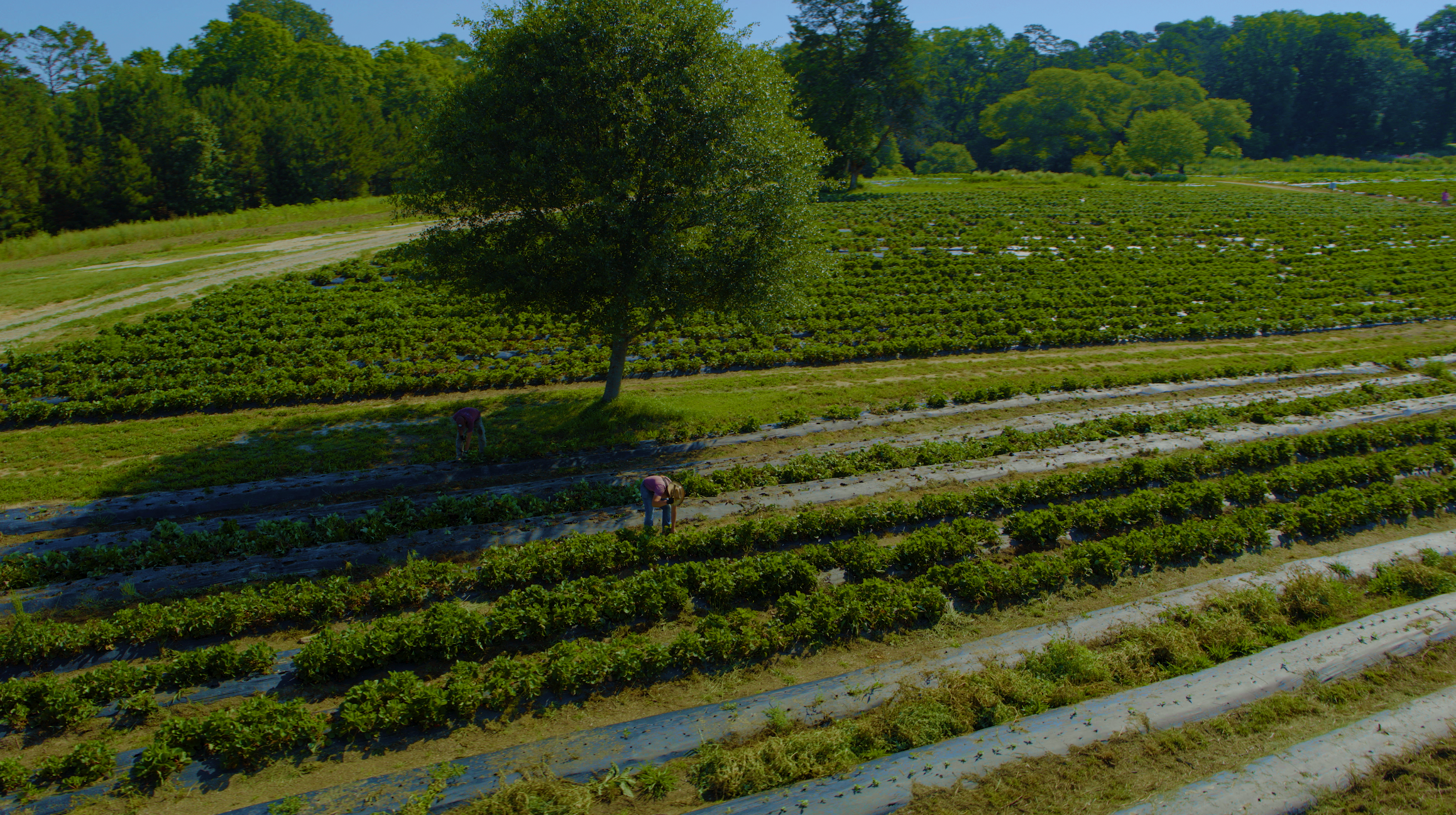 The Ivy Place Berry Farm