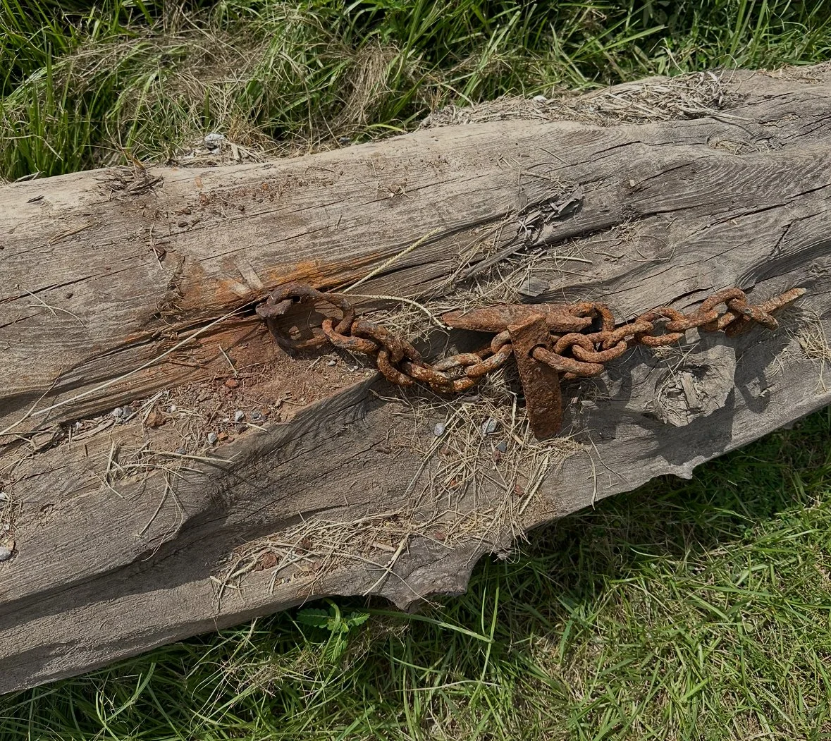 A rusty chain with a padlock on a weathered wooden log, surrounded by grass and dry vegetation.