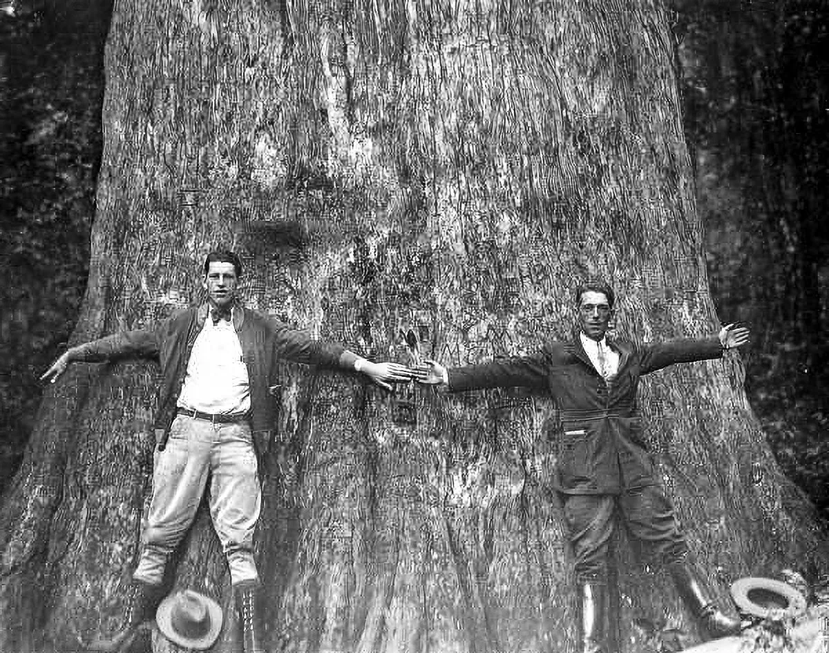 Two men with outstretched arms are lying on a large tree trunk, holding hands. The photo is black and white, taken outdoors in a forested area.
