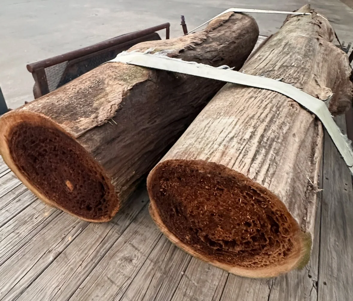 two large pecky cypress logs on trailer