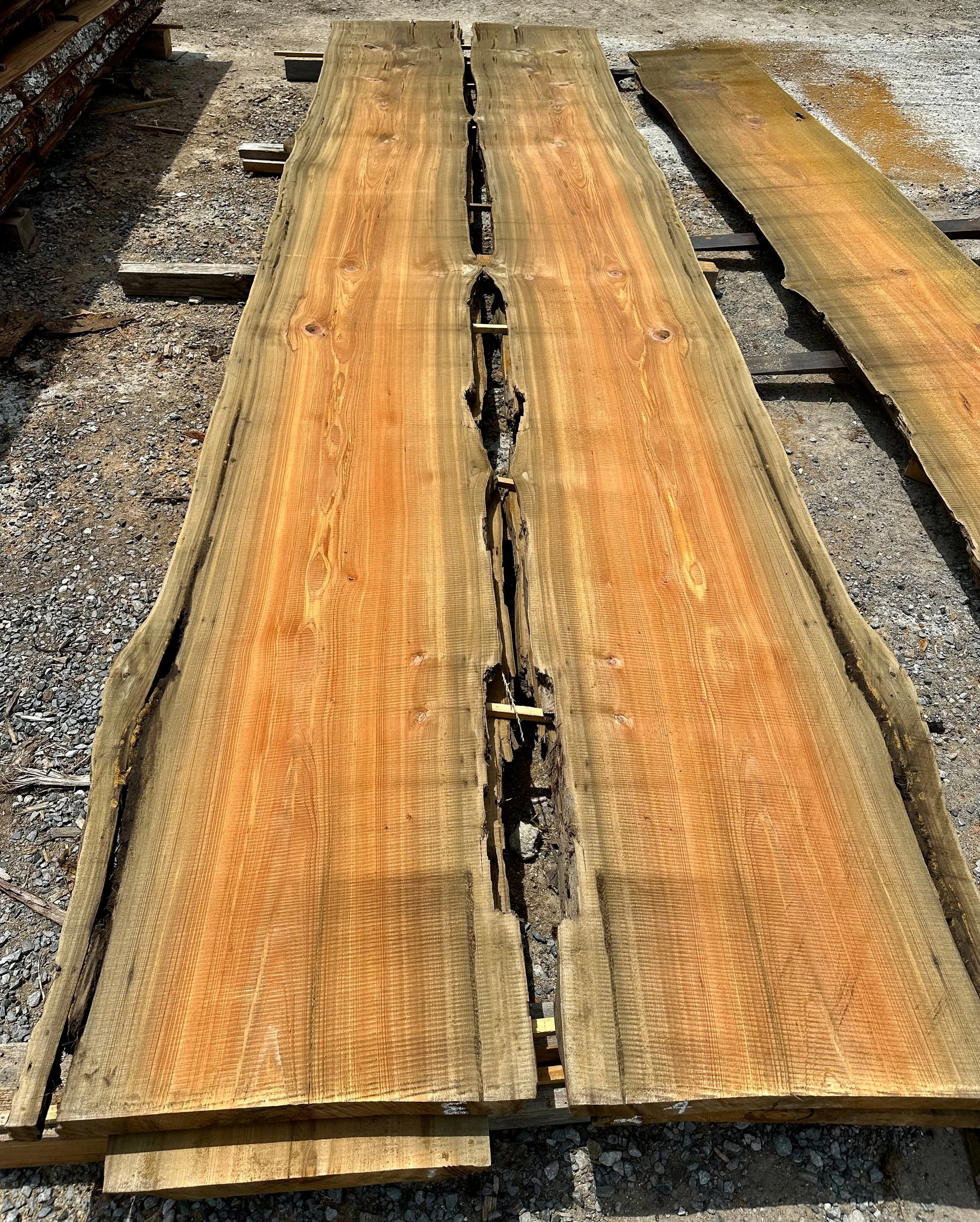 Raw, large, natural wood live edge slab with a natural edge, placed outdoors on a gravel surface.