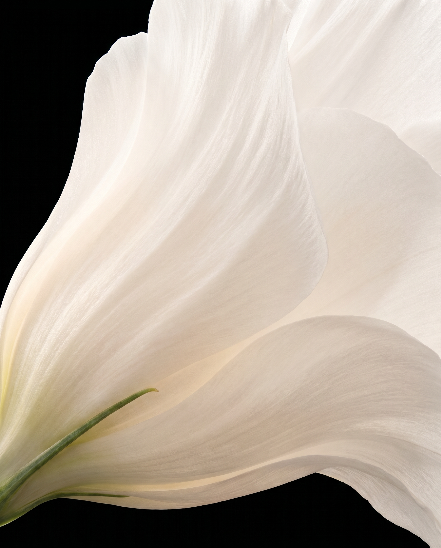 Close-up of white flower petal with black background.