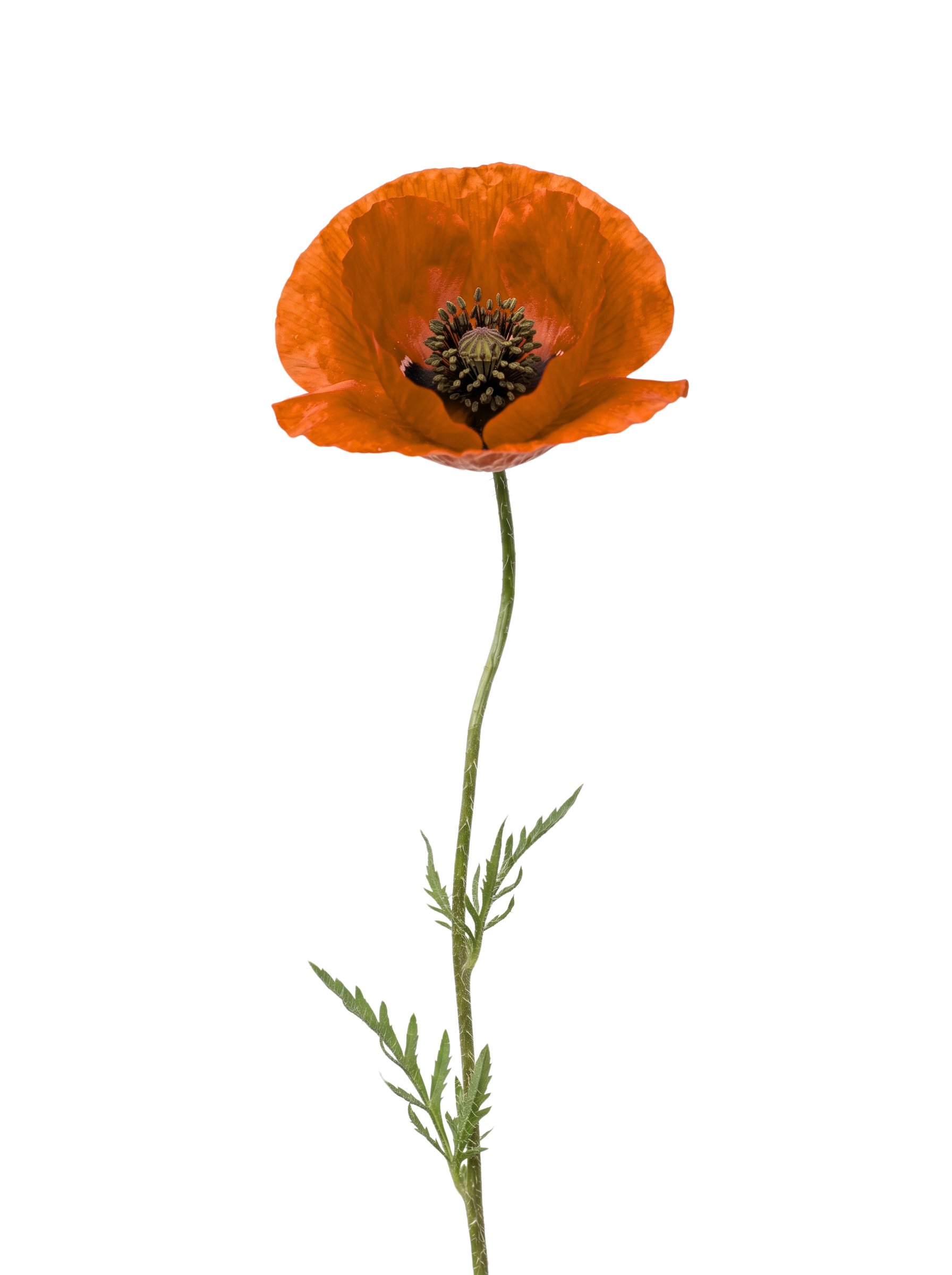 A single orange poppy flower with a dark center and green stem, isolated on a black background.