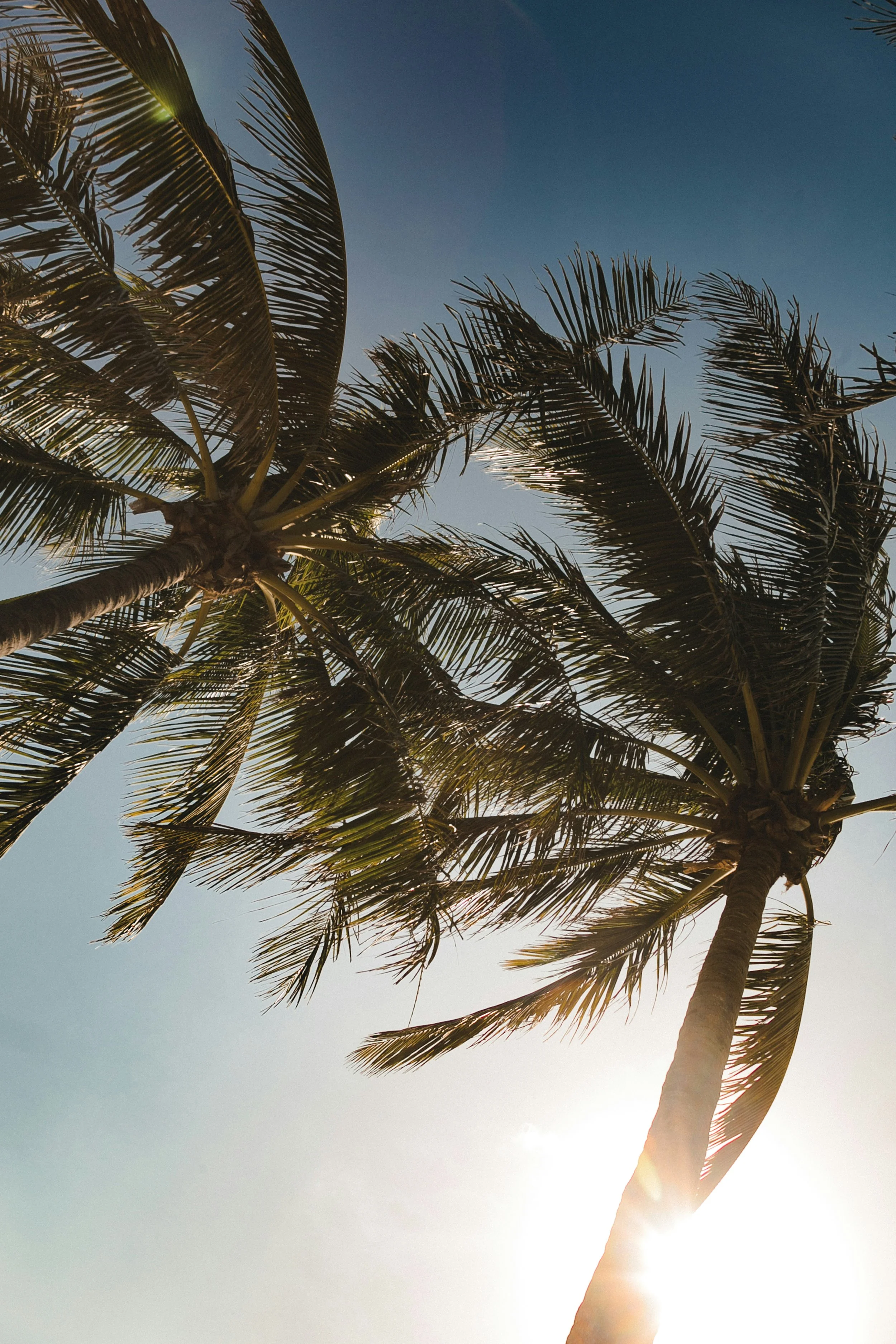 Looking up at palm trees with the sun shining behind them against a clear sky.