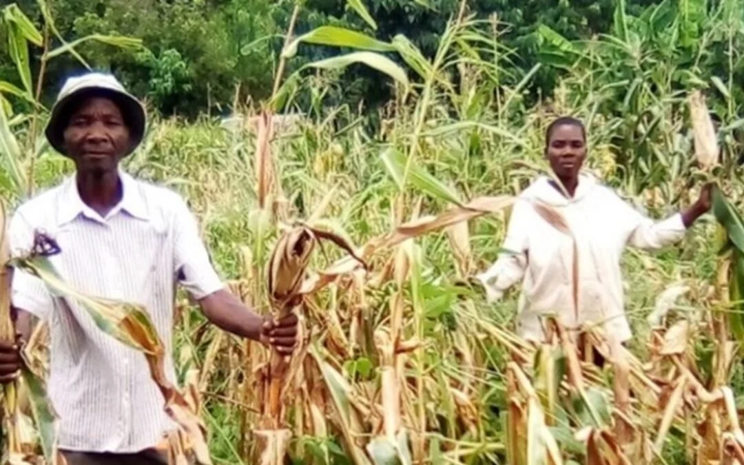 Harvest During Hunger Season?