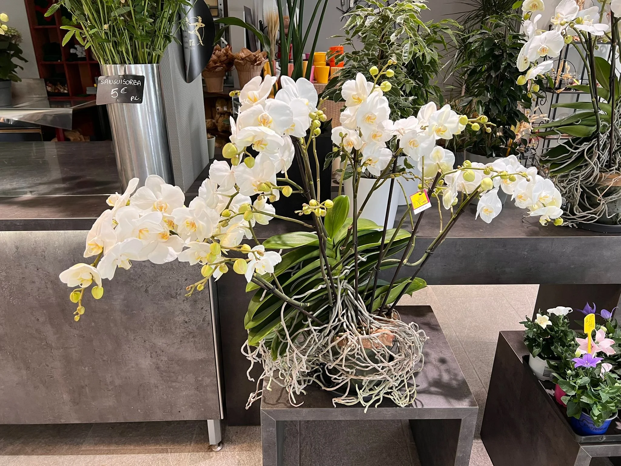 WhatsApp Image 2026-03-03 at 13.07.56 (3).jpeg