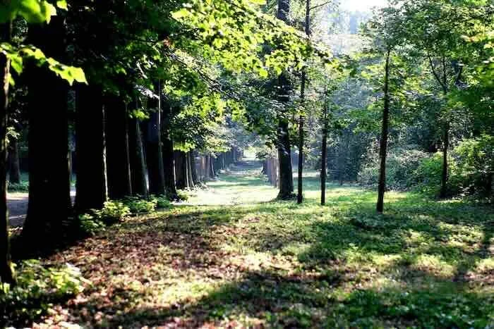 A sunlit, tree-lined forest path in autumn, symbolizing a high achiever finding clarity and a clear direction forward through trauma and EMDR therapy in NYC.
