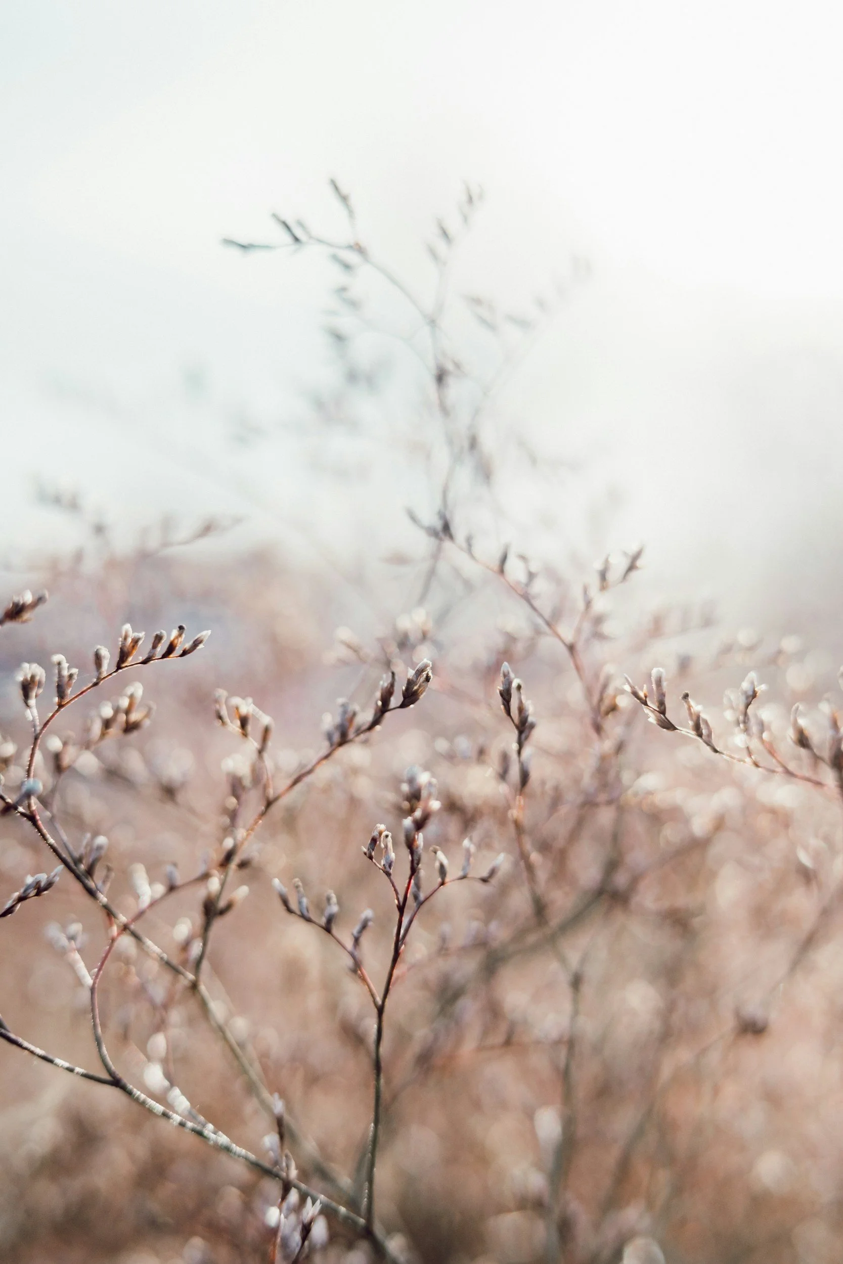 Soft-focus nature image depicting delicate branches, accompanying the 6-session gentle memory reprocessing group breakdown.