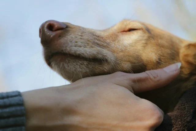 The Burden of "The Decision": Living With Guilt After Euthanizing Your Pet