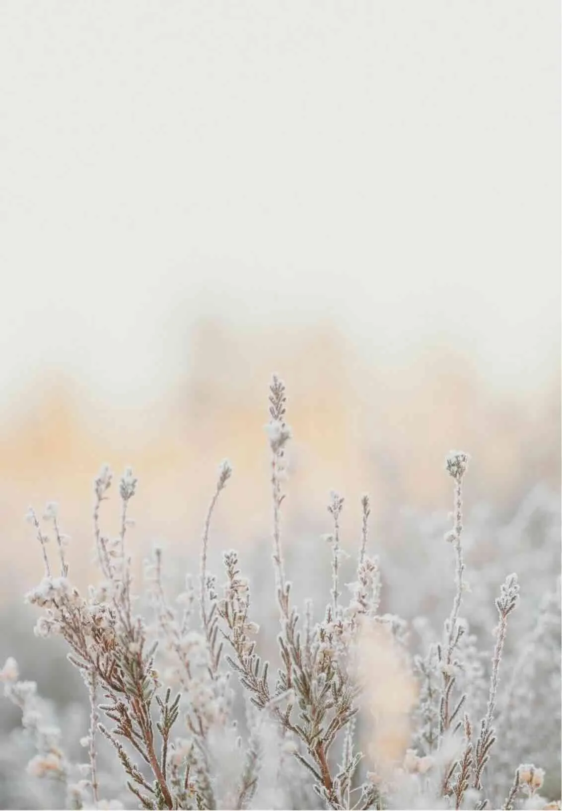 Frost-covered plant stems in a winter landscape with soft light, symbolizing breaking through frozen, repetitive relationship patterns and cultivating a deeper connection with oneself.