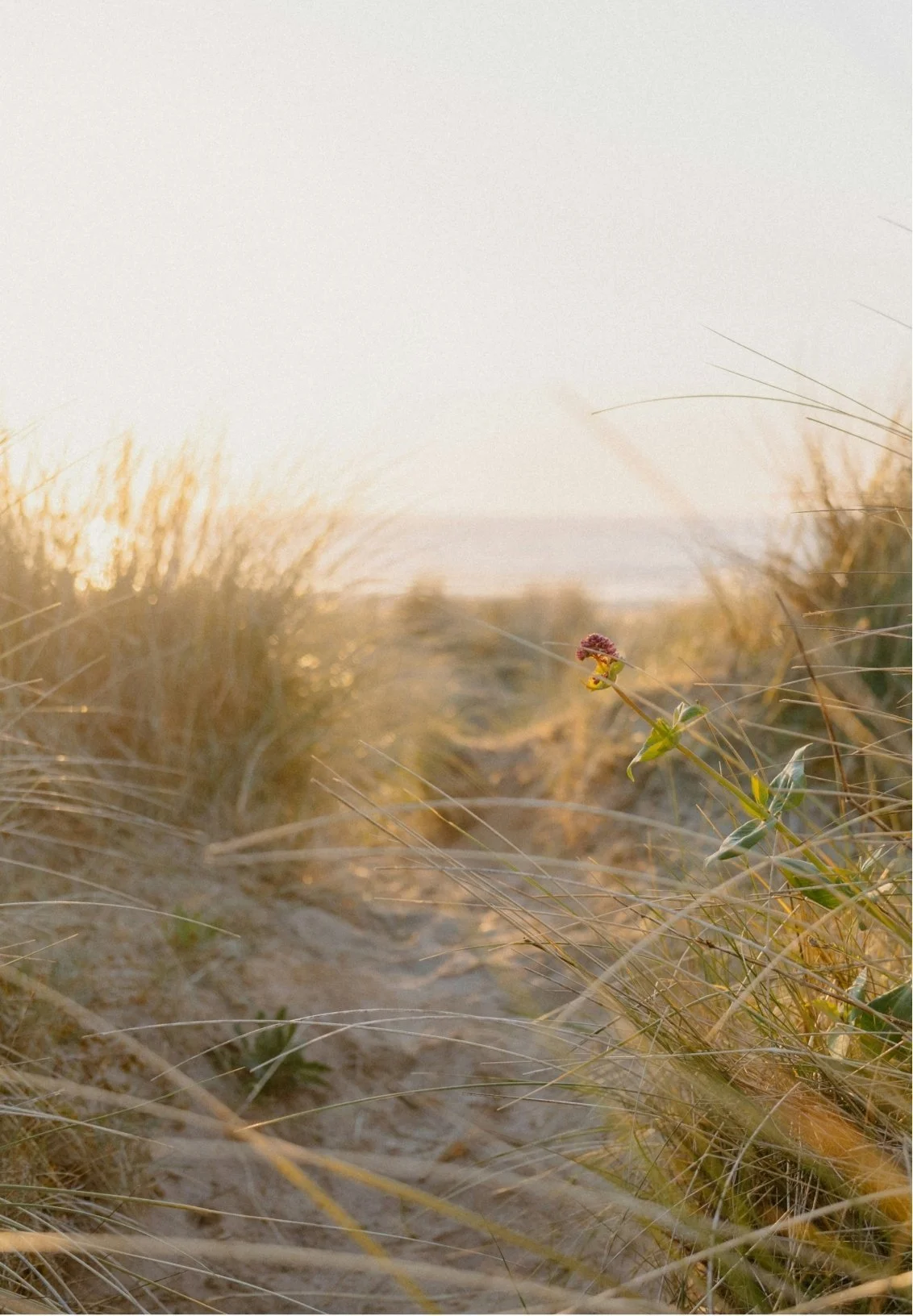 A sandy pathway through tall, golden beach grass at sunset, with distant horizon and sky in the background.