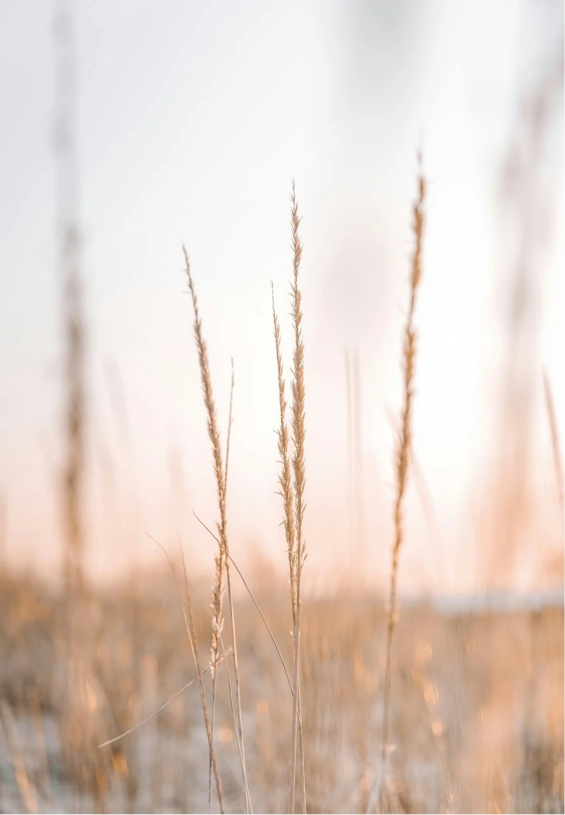 Close-up of dried tall grass stalks in a field with soft sunlight in the background.