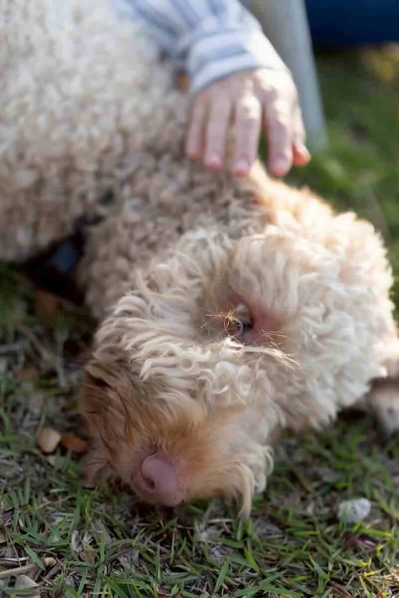 A small, curly-haired, cream-colored dog lying on the grass with its eyes closed, and a person's hand gently resting on its side.