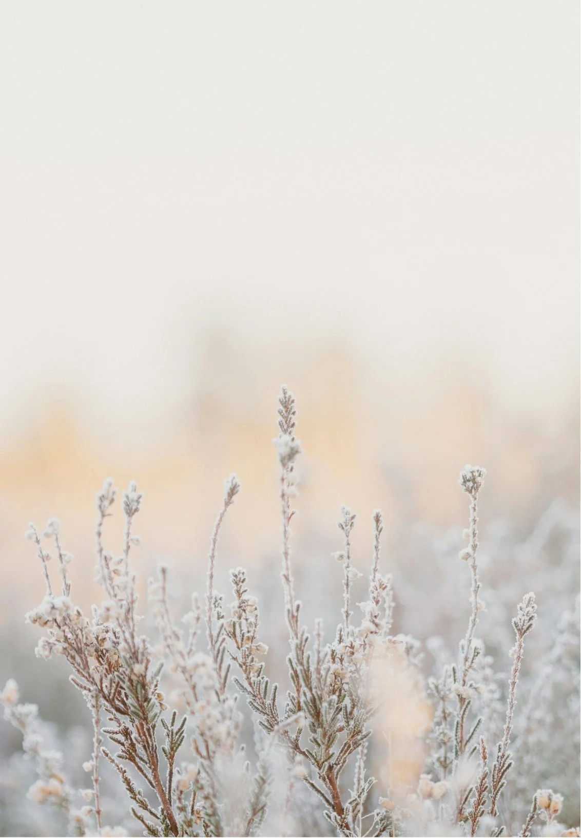Frost-covered plant stems in a winter landscape with soft light.