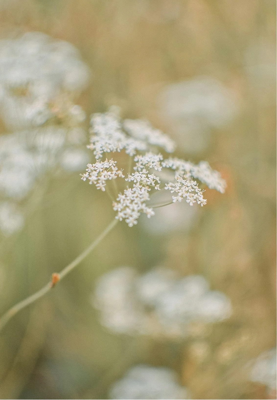 Close-up of small white flowers on a thin green stem, blurred background with soft pastel colors.