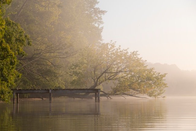 A quiet wooden bench sitting under a mature tree in the morning mist, symbolizing trauma therapy in NYC.