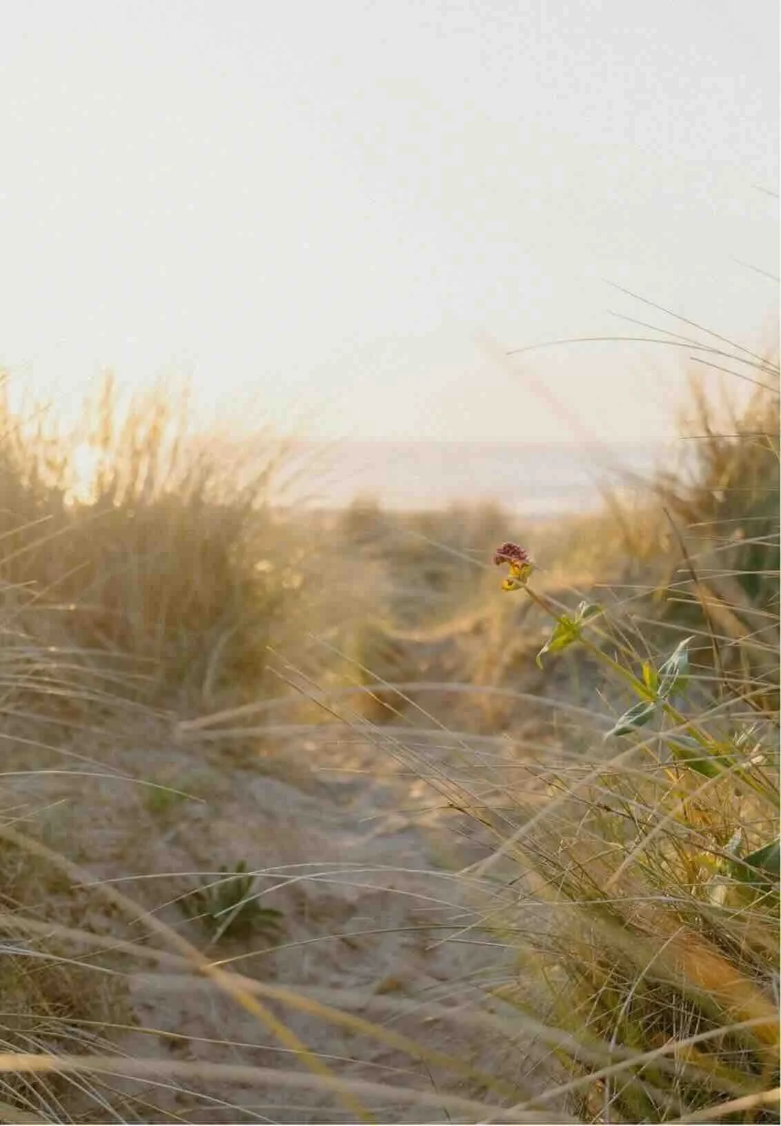 A tranquil sandy pathway cutting through tall, golden beach grass toward a calm horizon at sunset, representing the grounding journey of online EMDR therapy in New York.