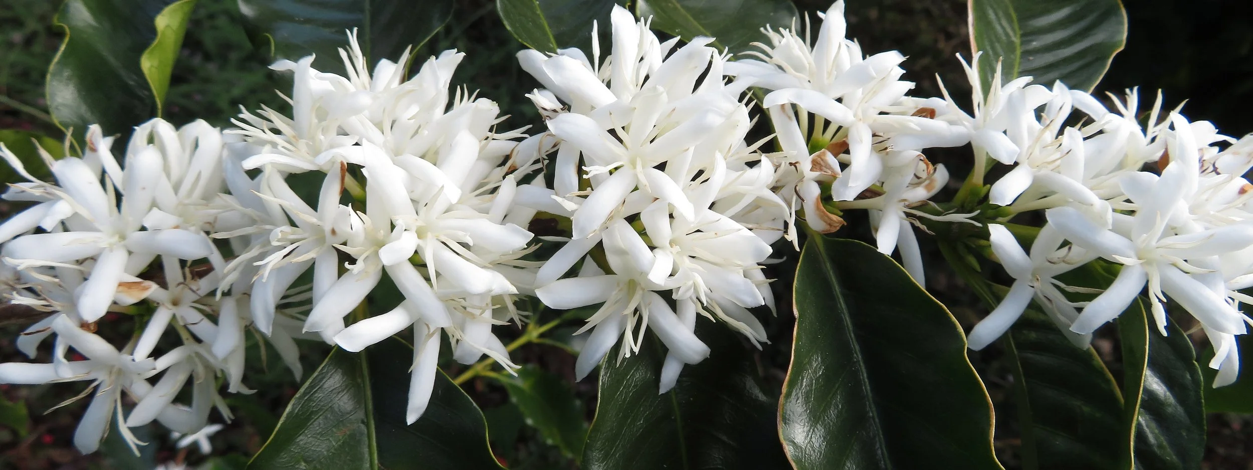 Image of blooming white coffee flower