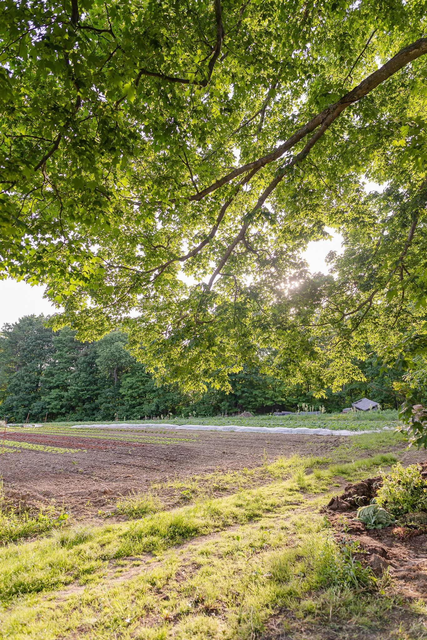 00003Stout Oak Farm Brentwood NH Brand Photography.jpg