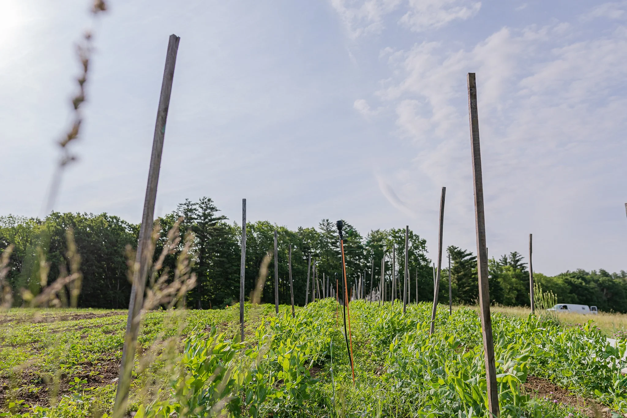 00017Stout Oak Farm Brentwood NH Brand Photography.jpg