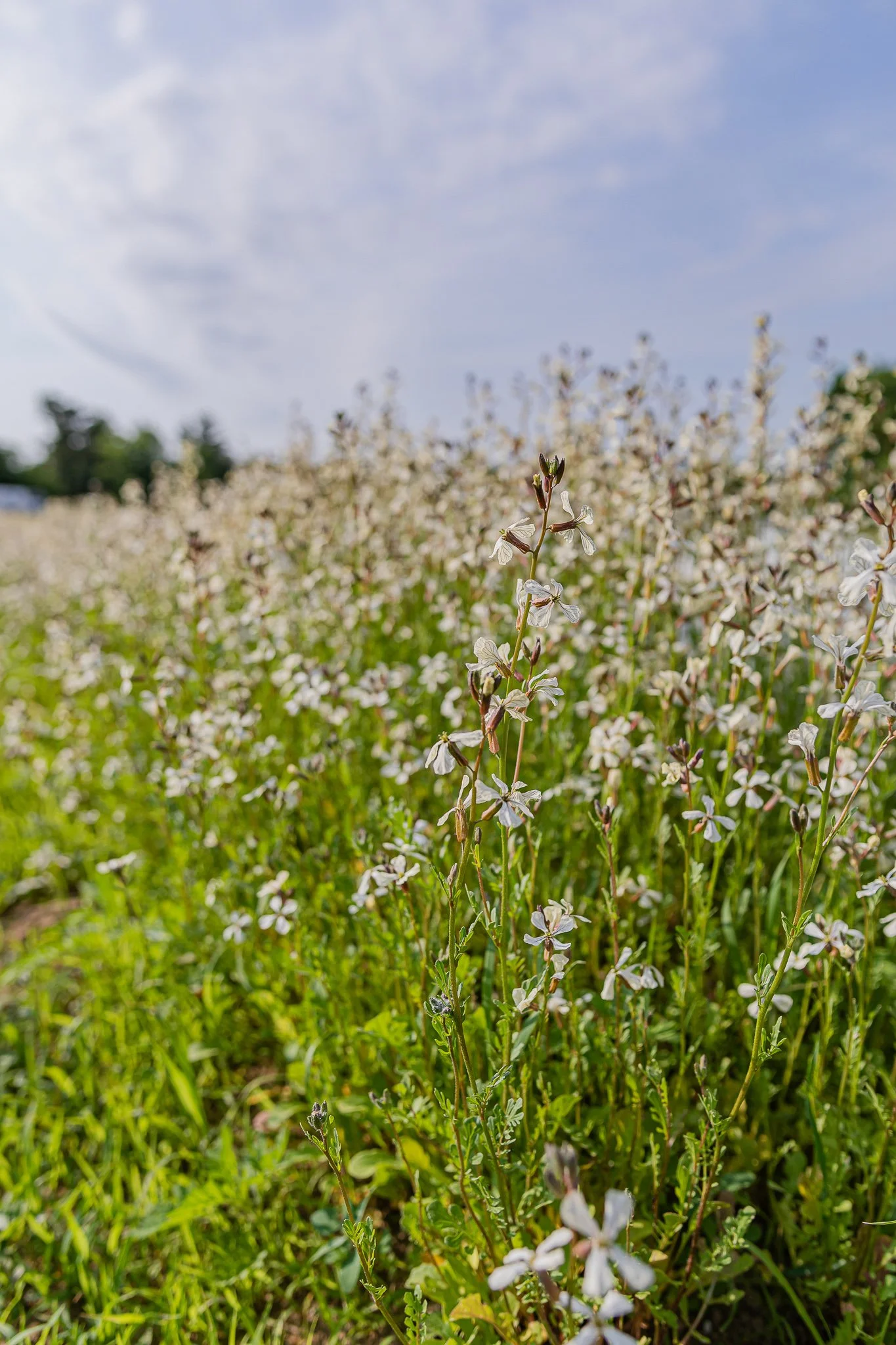 00019Stout Oak Farm Brentwood NH Brand Photography.jpg
