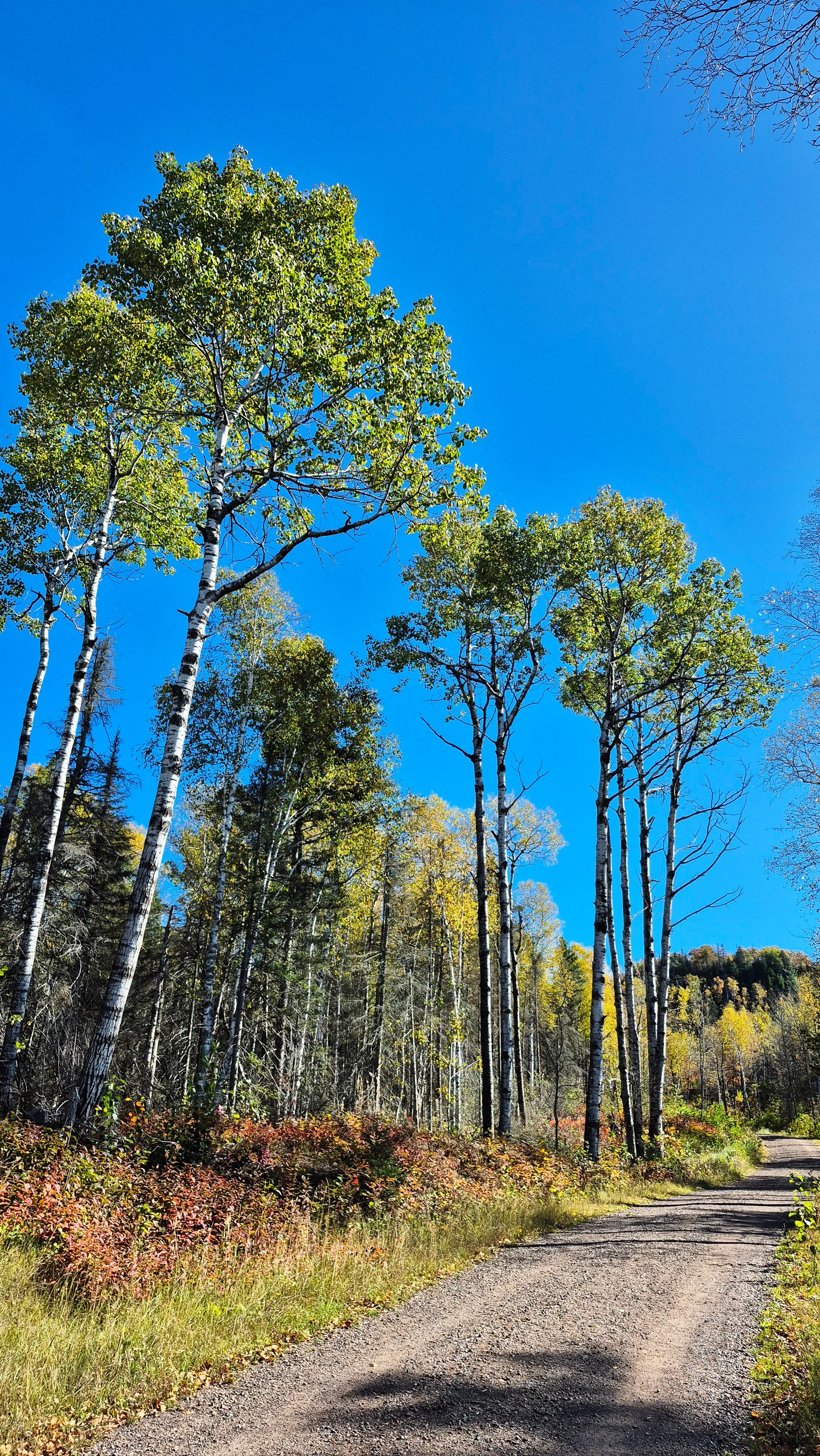 Tall trees in woods along a dirt road.