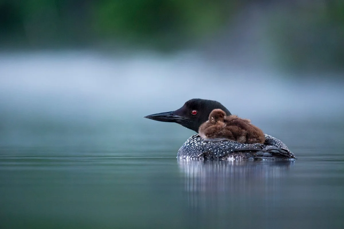 Baby loon rides on top of swimming adult loon