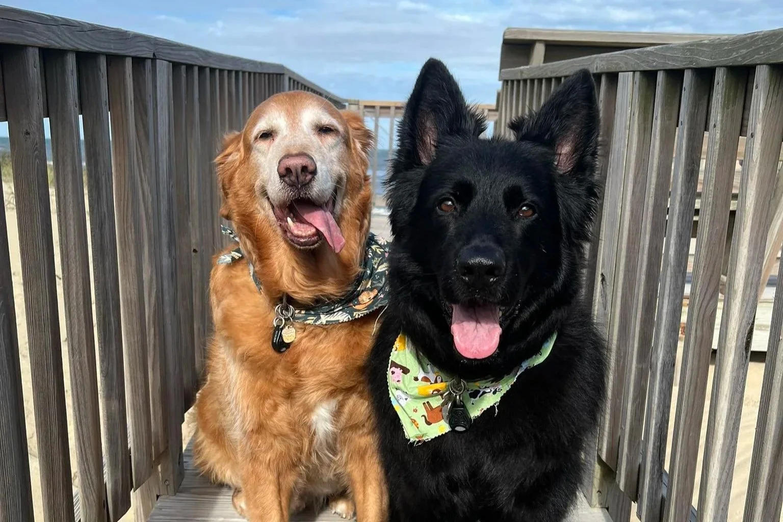 Two happy dogs, a golden retriever and a black long-haired german shepherd, sitting on a wooden deck with a cloudy sky in the background.