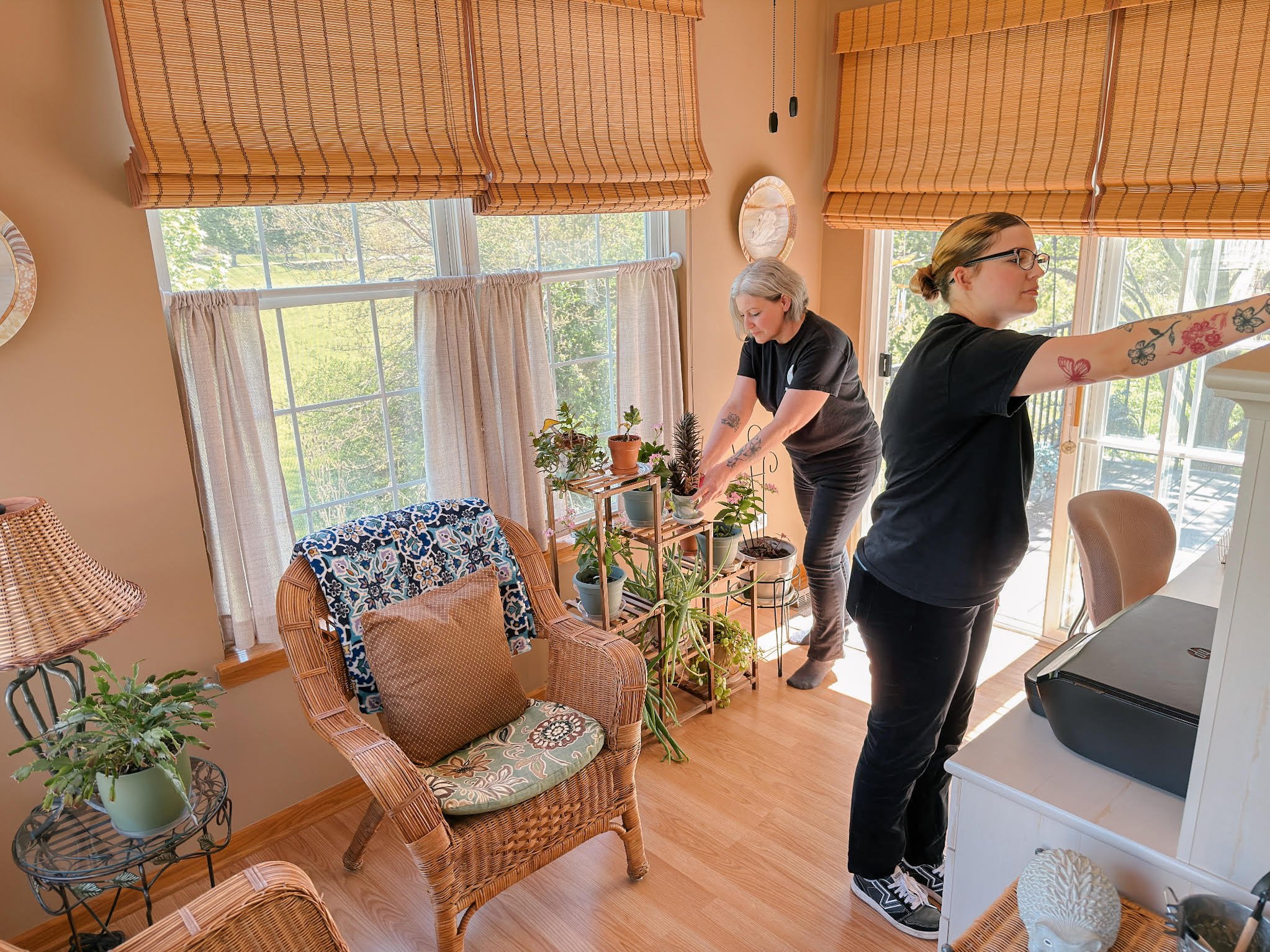 Two women are arranging potted plants on a wooden stand by large windows with beige curtains, in a bright room with wicker chairs and green plants cleaning the room.