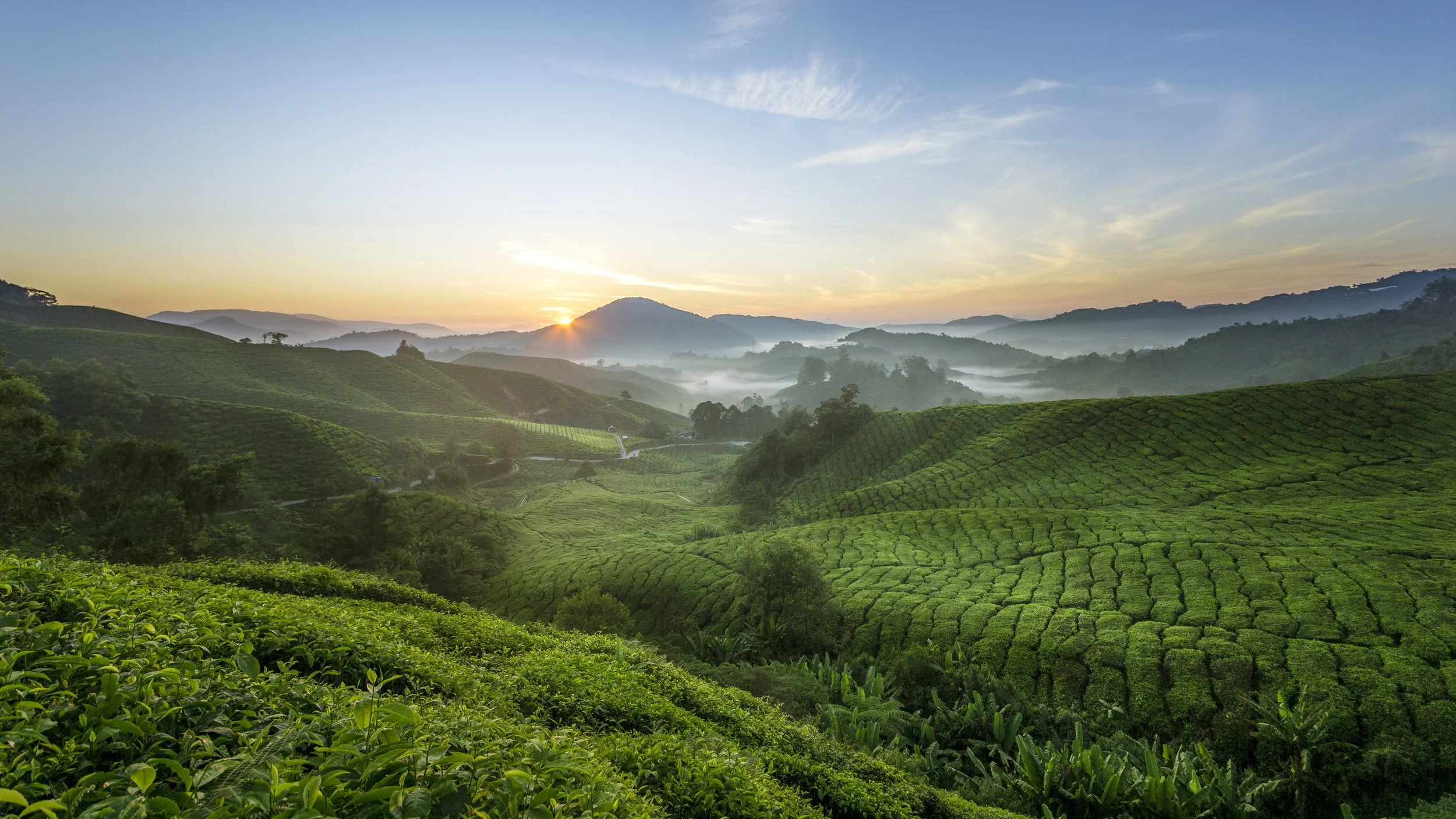 Sunrise over misty green hill landscape with tea plantations and rolling hills.