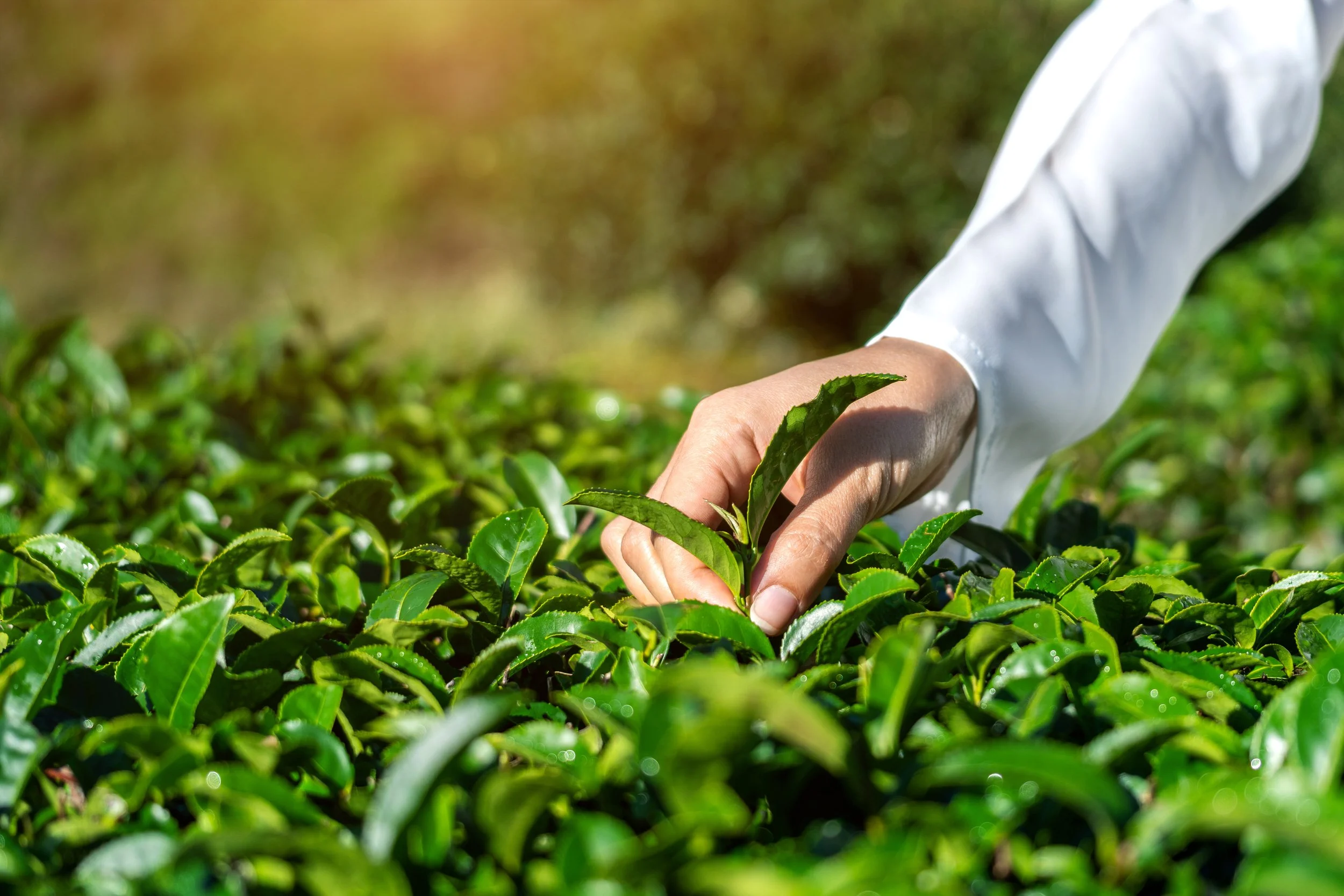 Close-up of a person's hand inspecting green tea leaves in a tea plantation on a sunny day.