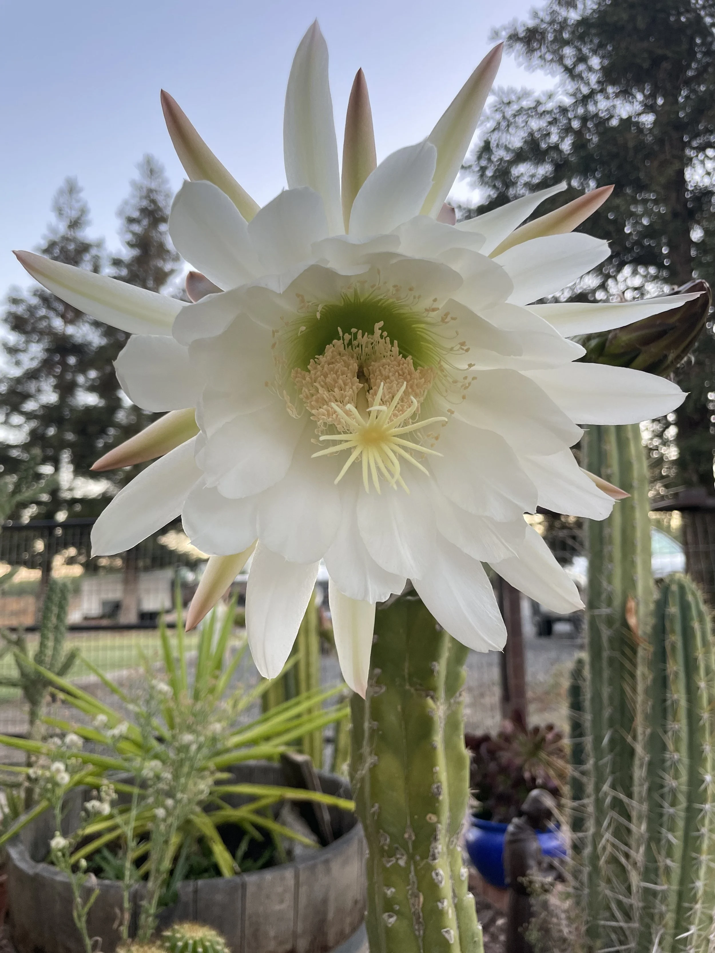 Close-up of a white cactus flower blooming with multiple petals, pistil, and stamens, on a tall green cactus stem, with blurred garden plants and trees in the background.