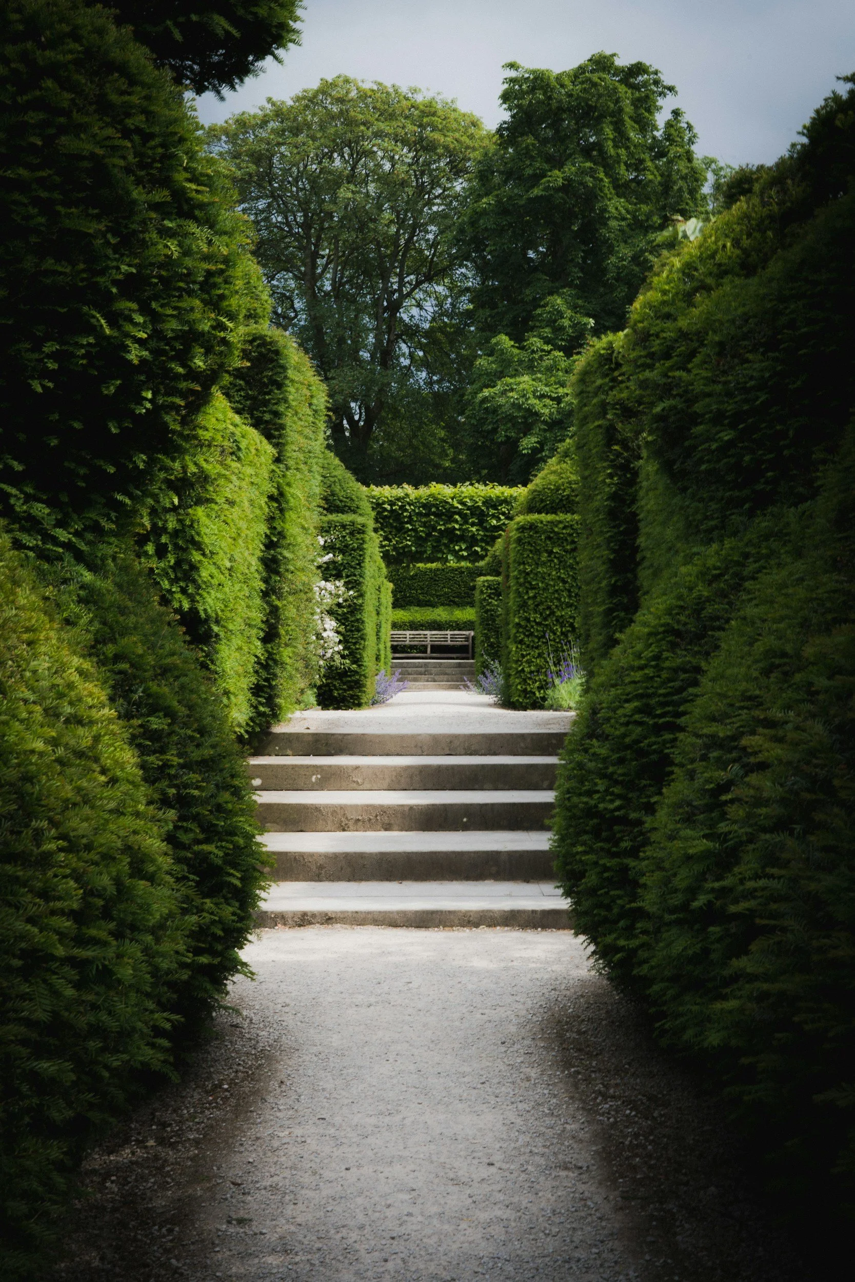 A gravel garden path with concrete steps leading through a lush, green hedge maze, with trees in the background.