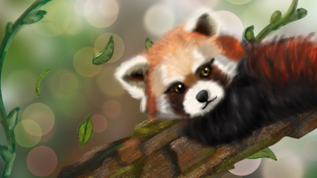 RedPanda.png