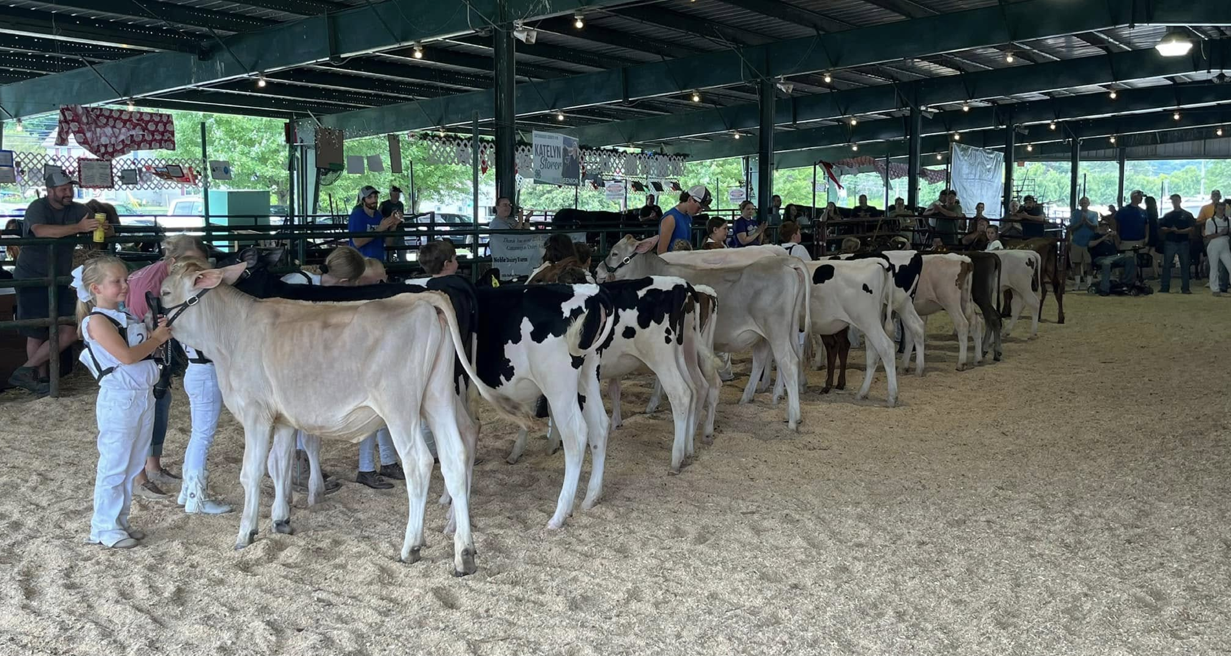 Children and adults at a county fair with a row of Holstein dairy cows in a barn.