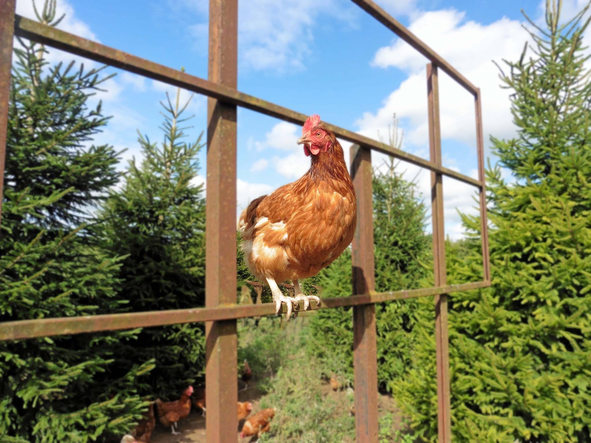 A brown chicken standing on rusted metal structure with greenery and trees in the background and blue sky with white clouds.