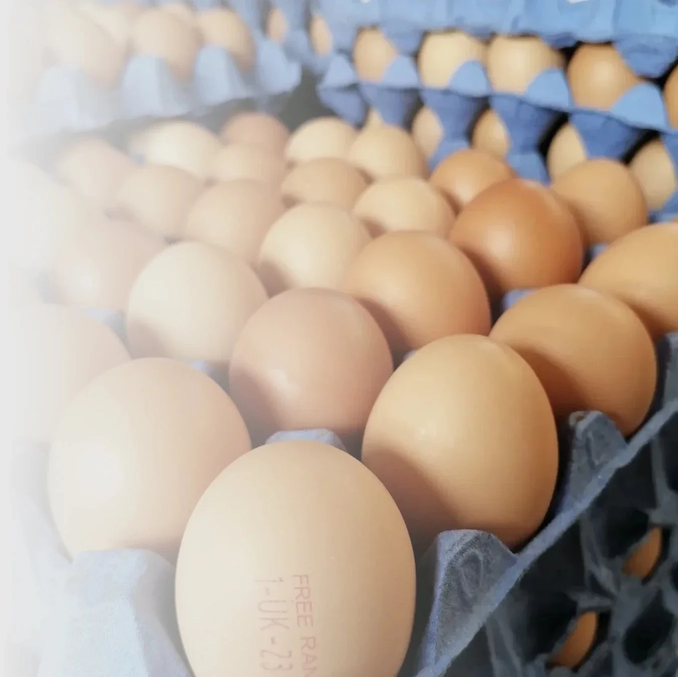 A carton of eggs, with some brown and some white, arranged in paper egg holders.
