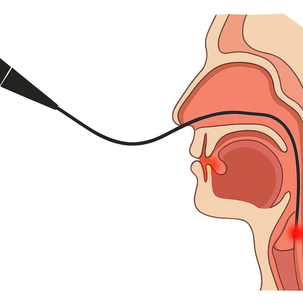 Evaluación Endoscópica de la Deglución (FEES): Conocimientos y Competencias Clínicas