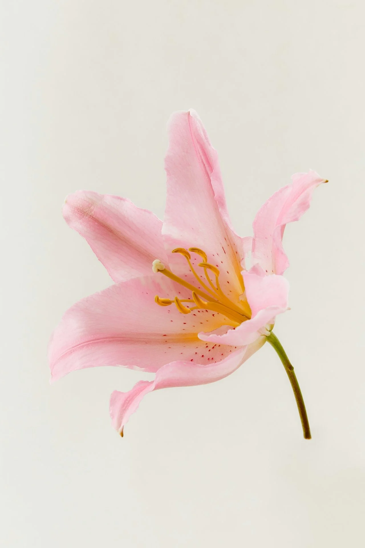 Close-up of a pink lily flower with yellow stamens against a plain light background.