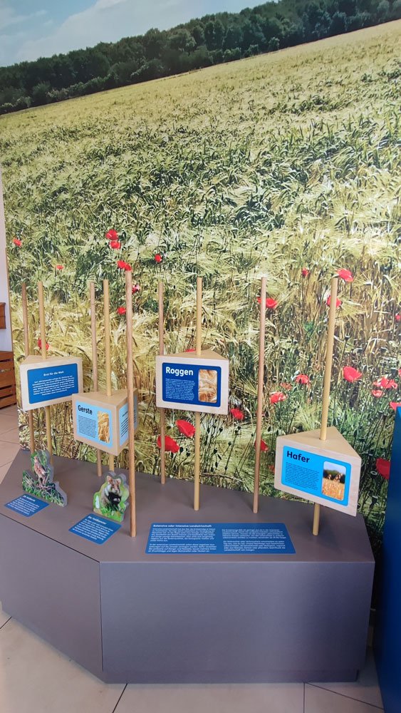 Ausstellung mit Informationen über Getreidearten wie Roggen, Gerste und Hafer, vor einer Wand mit einer Getreidefeld-Hintergrund