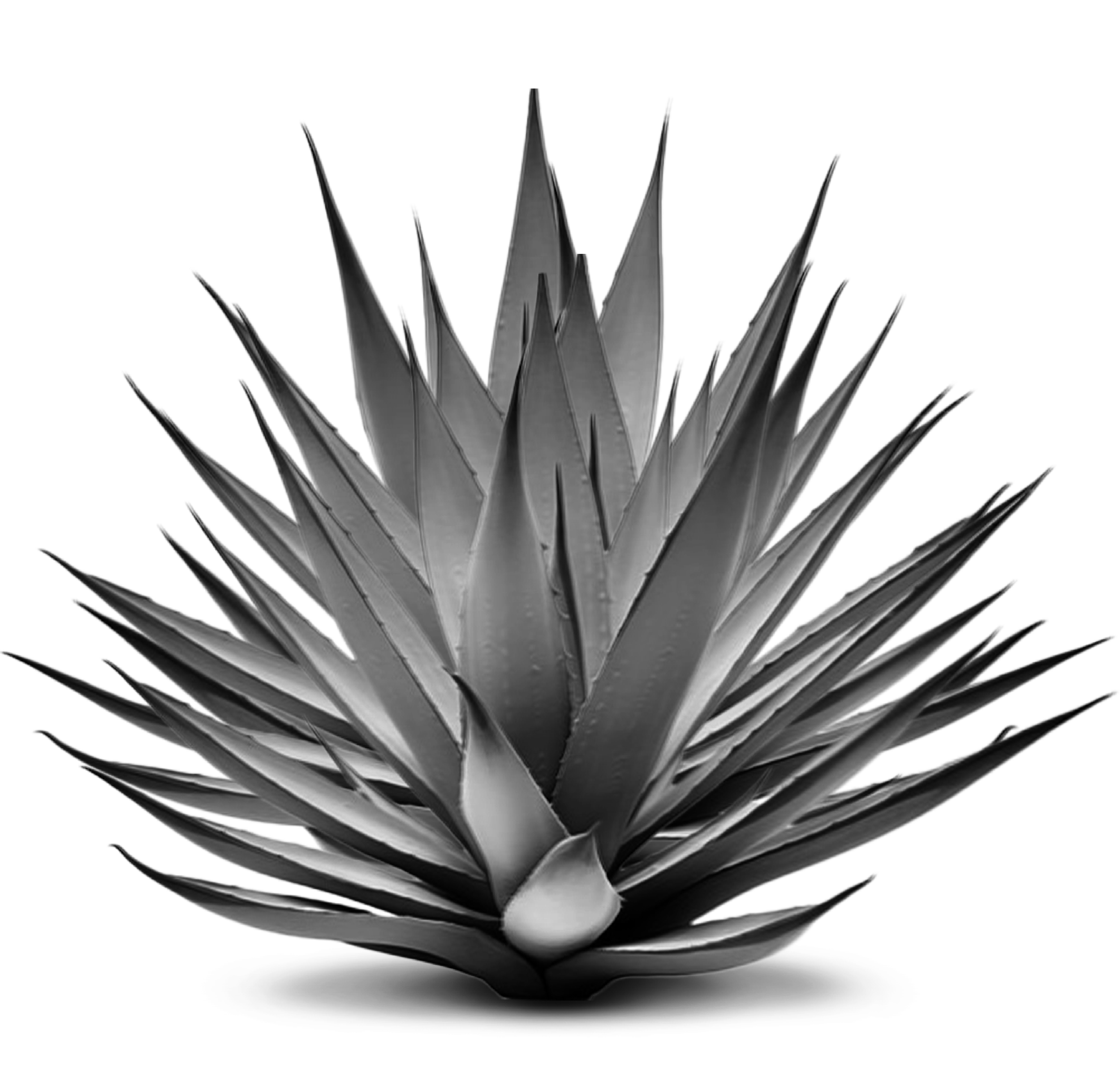 Black and white photograph of an aloe vera plant with spiky leaves and a flower bud at the top.