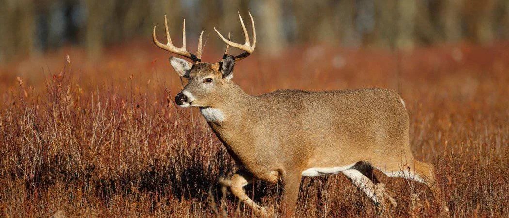 White Tail deer.jpg